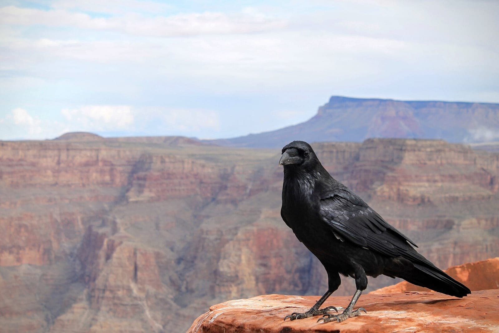Grand Canyon West & Skywalk
